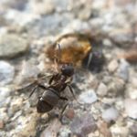 Faye Stone - @antsa_gram - Instagram