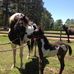 Faye Carter Strain - Facebook