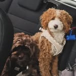 Alisha Faye straw - @leash131 - Instagram