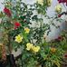 Fay Swartz - Facebook