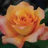 fayeswartz963 - @fayemarlene123 - TikTok