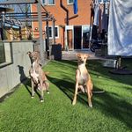 Faye Bjl Allaway Sweeney - @jimmy_and_rosie_whippets - Instagram