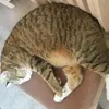faye tozer - @fayeseboothecatlover - TikTok