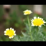 fayetsang - @fayetsang - Instagram