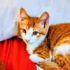 Kat Lovers - @fayetyner - TikTok