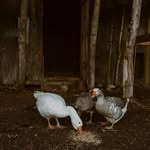 Jacqueline Faye Wakefield - @wakefieldacres - Instagram