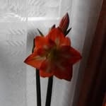 Faye Webb - @fayewebb1643 - Instagram