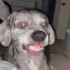faye - @booderry1 - TikTok