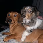 Baron von wiener miester 🐾  Lilly bo billy faye🎀 - @baron_and_lillian - Instagram
