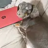 Faye Widener dog mama - @fayewidener - TikTok