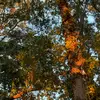 Faye WildFlower - @faye.wildflower - TikTok