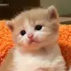 femiranda72 - @femiranda72 - TikTok