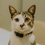 Federico Abreu Faccio - @ogatofederico - Instagram
