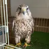 Federico.Armenta - @pollietjtth - TikTok