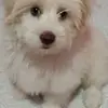 Toto - @federicotan4 - TikTok
