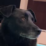 Blacky - @federico_the_goat_warner - Instagram