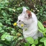 Fei Luo - @toothlessflyingcat - Instagram