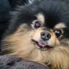 bai - @fei.tian - TikTok