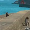 feitian971 - @feitian971 - TikTok