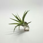 Felice Chan - @felice_jewelleryart - Instagram