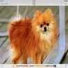 Felice Chan - @dogcatlovee - TikTok
