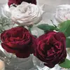 FeliciaBird - @feliciabirdszcxjt - TikTok
