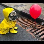 Felicia cunningham - @cute_.animal_.post_ - Instagram