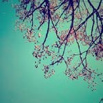 Felicia Hahn - @birdlinkinquey - Instagram