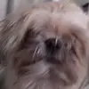 🦃Hi🦃 - @felicia.herrera1 - TikTok
