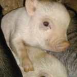 Felicia randall - @roscothewonderpig - Instagram