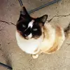 Kitty - @feliciaroe5 - TikTok