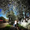 felicityhdabbott - @felicityhdabbott - TikTok