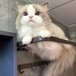 Felicity Arnold - @angelaalsop7923d6 - Instagram
