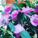Felicity Brown - @felicitybrown239 - Instagram