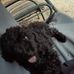 Felicity Brown - Facebook