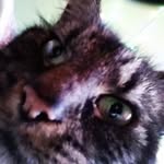 Felicity Cox - @meowmeowfelicity - Instagram