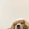 user5812578186607 - @felicitymaxwelld740ws - TikTok
