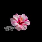 Felicitypage🌸 - @felicity_insta1 - Instagram