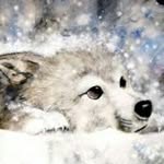 felicity Robles - @lici_loves_wolves - Instagram