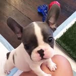 felicity shaw - @puppyloll - Instagram