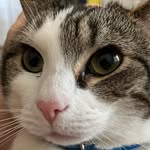 Felicity Shaw - @spoticus_chauncey - Instagram