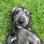 Felicity Sullivan - @lucygoosey_wolfhound - Instagram