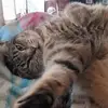 felicitywaters37 - @felicitywaters37 - TikTok