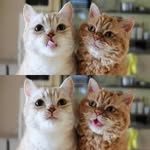 felicity杨 - @felicityyang81 - Instagram