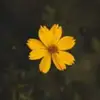 Felicity Yang616 - @user8933653470850 - TikTok