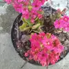 Felipa solis - @felipasolis21 - TikTok