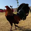 Felipe Arteaga - @felipe.arteaga51 - TikTok