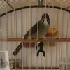 Trinca ferro 50 tons de cinza - @felipecalixto146 - TikTok