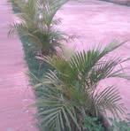 Felipe Canche - Facebook