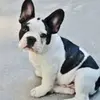 felipeconsuegra2 - @felipeconsuegra2 - TikTok